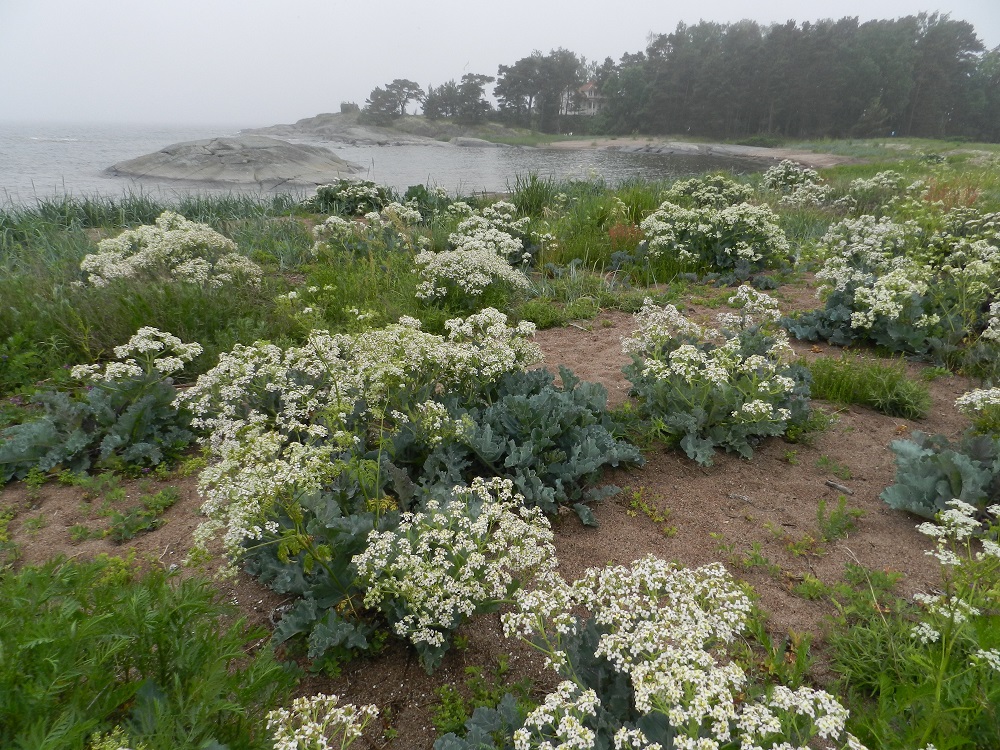 Crambe maritima - euroopanmerikaali on Suomessa alkuperäinen laji. Se on harvinainen tai harvinaisehko Ahvenanmaan, Varsinais-Suomen ja Uudenmaan eliömaakuntien rannikkoalueilla. Kasvupaikat ovat pääosin Ahvenanmaalla ja lounaissaaristossa. Mantereen puolella poikkeuksen tekee Hankoniemi, jonka hiekkarannoilla laji on paikoin aika runsaskin. Euroopanmerikaali on sikäli poikkeuksellinen, että se on tavallaan suolanvaatija eikä vain sietäjä. Hyvinvoinnin edellytyksenä on meriveden vähintään kuuden promillen suolapitoisuus. Atlantilta tulevien, voimakkaampien suolapulssien jälkeen laji runsastuu ja laajentaa kasvualuettaan ja taantuu taas vähäisemmän suolapitoisuuden aikana. 19.6.2012. Copyright Hannu Kämäräinen.