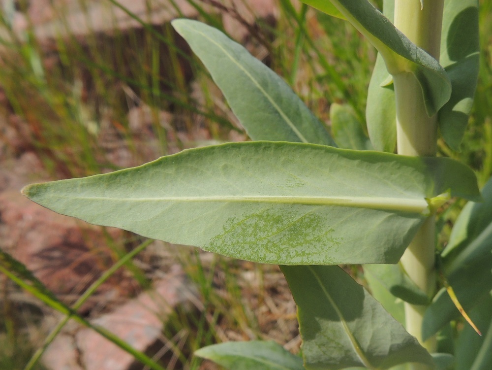 Isatis tinctoria - värimorsingon varsi ja lehdet, kuten koko muu kasvikin, ovat kaljut. Lehdet ovat vahapintaiset. Kuvan lehden alapinnalla näkyy vahaan painunut sormenjälki. Lehdistä saadaan uuttamalla ja jatkotyöstämällä sinistä väriainetta kasvivärjäykseen. A, Lemland, Järsöntien pengertieosuus Styrsöfjärdenin yli Granholmin saarelle, penkereen rantakivikko, 9.6.2014. Copyright Hannu Kämäräinen.