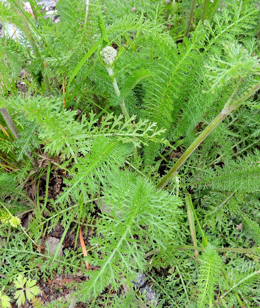 Achillea millefolium subsp. millefolium - etelänsiankärsämön lehdet ovat vihreät, karvaiset ja tyvellä sekä usein varren tyviosassakin ruodilliset. Ruoti on tavallisesti noin 1-7 cm pitkä. Lehtilapa on ulkokehältään kapeamman tai leveämmän suikea. Tyvilehtien lapa on tavallisesti noin 10-20 cm pitkä ja leveimmältä kohtaa noin 1,5-3,5 cm leveä sekä varsilehtien lapa noin 2-13 cm pitkä ja noin 0,5-3,5 cm leveä. Liuskat ovat kapeita, keskenään aika samanlaisia ja eri suuntiin harittavia. Uloimmat liuskat ovat kapeansuikeat, kapeanpuikeat tai hammasmaiset ja suipon teräväkärkiset sekä otapäiset. Ne ovat useimmiten noin 1-4 mm pitkät. EH, Hämeenlinna, Vuorentaka, Hämeen Härkätien piennar Kuuslahdentien risteyksen koillispuolella, 29.6.2013. Copyright Hannu Kämäräinen.