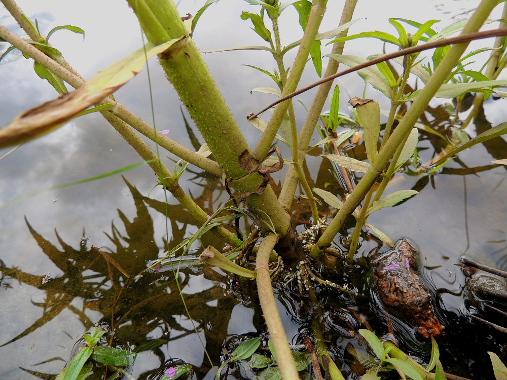 Bidens cernua - nuokkurusokki pärjää matalassa vedessäkin. Usein se voi haaroa jo aivan tyveltä saakka. Varsi on tanakka ja liereä sekä toisinaan karheakarvainen koko pituudeltaan. 10.8.2013. Copyright Hannu Kämäräinen.
