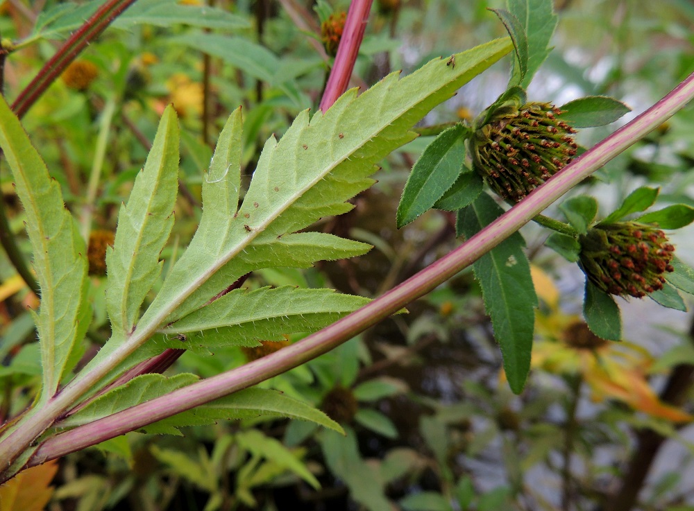 Bidens tripartita - tummarusokin lehtilapa on alta vaaleampi ja usein muuten vähäkarvainen, mutta laidat ovat lyhyesti karheakarvaiset. Toisinaan myös alapinnan suonet ovat karheakarvaiset. U, Helsinki, Toukola, Arabianranta, Toukolan rantapuisto, Vantaanjoen suualueelle tehdystä lammikosta mereen laskevan uoman ranta, 10.8.2013. Copyright Hannu Kämäräinen.