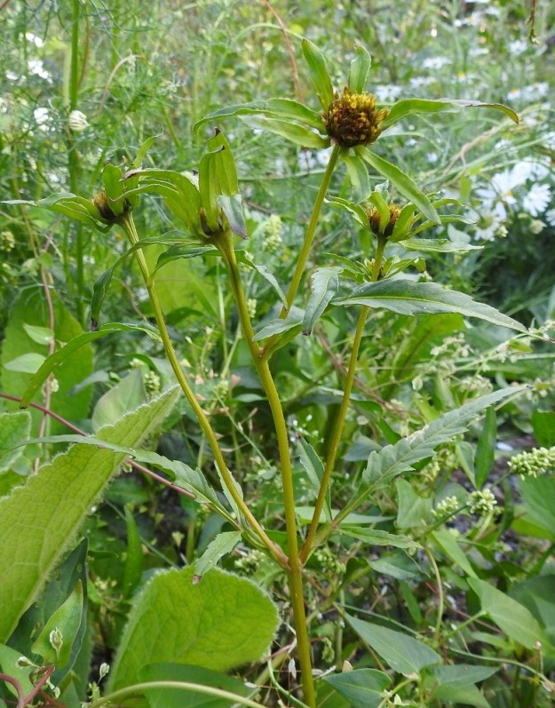 Bidens xpolakii (B. radiata x tripartita) - isorusokki on säderusokin ja tummarusokin risteymä, joka aika helposti syntyy lajien yhteisillä kasvupaikoilla. Risteymä on yleensä kookas ja sen varret ovat vihreät, punaruskeat tai kirjavat. Lehdet ovat tavallisesti vaaleanvihreät ja kapealiuskaiset. Mykeröt tuottavat täysin kehittyneitä pähkylöitä. Risteymä kykenee myös itsenäiseen esiintymiseen. U, Helsinki, Laajasalo, Tahvonlahden koillispuoli, rantametsä, Mellinintieltä rantaan laskevan ulkoiluväylän varsi Tahvonlahden koulun kentän eteläpuolella, 15.7.2019. Copyright Hannu Kämäräinen.