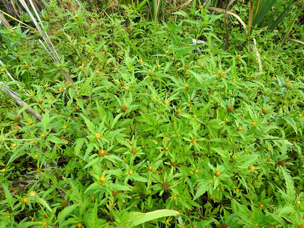 Bidens tripartita - tummarusokin pähkylät ovat otien väkäsineen ja reunan sukasineen tiukasti eläinten turkkiin ja ihmisten vaatteisiin takertuvia. Näin ne voivat kulkeutua kauaksikin alkuperäiseltä kasvupaikaltaan. Pähkylät leviävät myös kellumalla vettä pitkin. Valtaosa pähkylöistä varisee kuitenkin kasvupaikalleen ja mahdollistaa yksivuotisen lajin elämänkierron tiheinäkin kasvustoina. V, Raisio, Hauninen, Haunisten allas (tekojärvi), eteläpää Käärmeenkallion kohdalla, rantakosteikko altaaseen pistävän kallioniemekkeen itäpuolella, 27.7.2018. Copyright Hannu Kämäräinen.