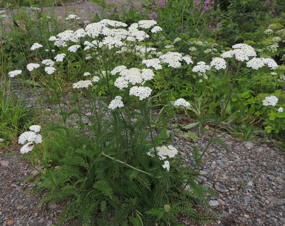 Achillea millefolium subsp. millefolium - etelänsiankärsämö on monivuotinen, pysty ja tavallisesti noin 20-70 cm korkea ruoho, jolla on usein runsaasti aluslehtiä. Se on muinaistulokas, joka kasvaa kaikissa eliömaakunnissa. Etelästä päin Perä-Pohjanmaan ja Koillismaan eliömaakuntiin saakka se on erittäin yleinen ja runsas. Pohjoisempaan päin mentäessä se harvinaistuu selvästi ja on levinnyt sinne uustulokkaana. EH, Hämeenlinna, Vuorentaka, Hämeen Härkätien piennar Kuuslahdentien risteyksen koillispuolella, 29.6.2013. Copyright Hannu Kämäräinen.