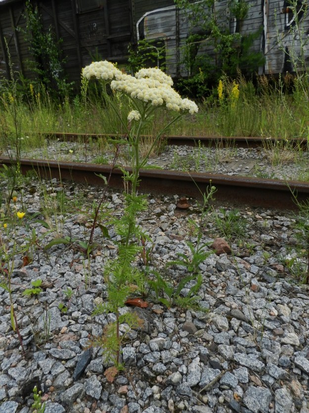 Achillea nobilis - jalokärsämö on monivuotinen, pysty ja tavallisesti noin 15-60 cm korkea ruoho, joka on Suomessa ja muissa Pohjoismaissa harvinainen tulokaslaji. Sitä käytetään jossain määrin myös koristekasvina, ja siitä on myös jalostettu värikkäämpiä lajikkeita. EH, Lahti, ratapiha-alue entisen tavara-aseman länsipuolella, päättyvien raiteiden alue, jossa mm. purettiin Venäjältä tulevia viljakuormia, 19.7.2011. Koko kuvasarja on samalta kasvupaikalta. Copyright Hannu Kämäräinen.