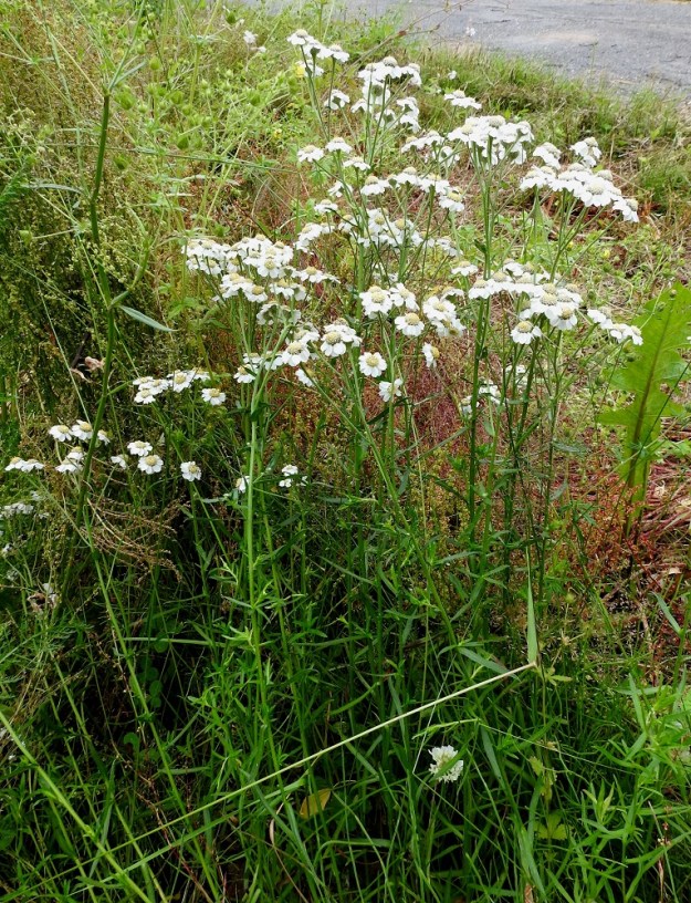 Achillea ptarmica - ojakärsämö on monivuotinen, yleensä pysty ruoho, joka on tavallisesti noin 30-60 cm korkea. Juurakko on vaakasuoraan levittäytyvä, pitkä ja rönsyinen. Se synnyttää usein monivartisia kasvustoja. EH, Kouvola, Kuusankoski, Voikkaa, Sikomäki, Hermannintien piennar, 31.7.2017. Copyright Hannu Kämäräinen.