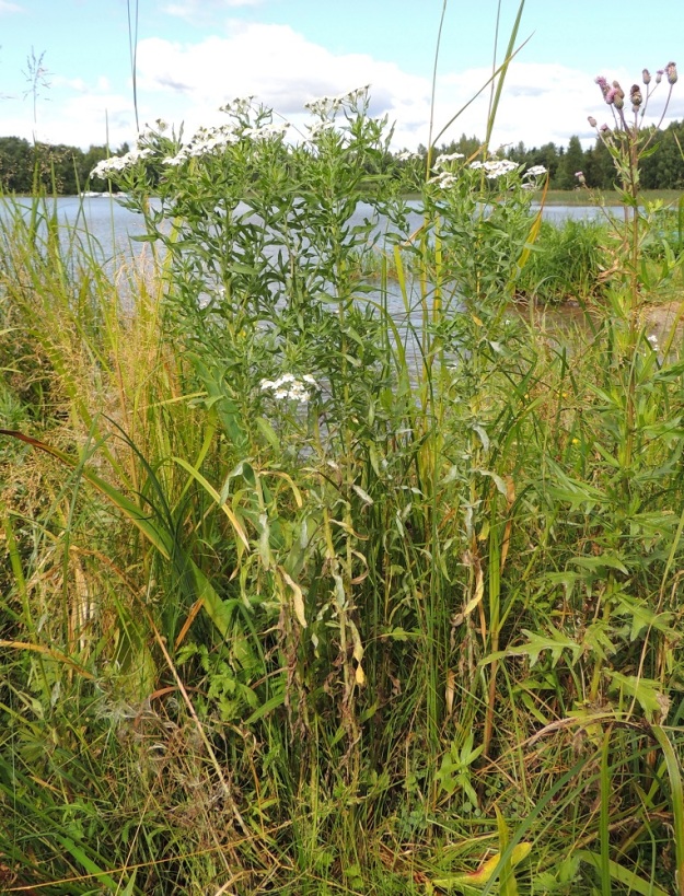 Achillea salicifolia - isokärsämö on monivuotinen ja pysty ruoho, joka on nimensä mukaisesti Suomen kärsämöistä kookkain, tavallisesti noin 80-120 cm korkea. Varsi on tanakka ja yläosastaan lyhyehköhaarainen. Kuvassa ovat seuralaisina mm. pelto-ohdake, Cirsium arvense ja isosorsimo, Glyceria maxima. EH, Hattula, Tenhiälä, Eerolantien päässä oleva Poransaarenlahden uimaranta Vanajaveden rannassa, 15.8.2015. Koko kuvasarja on samalta kasvupaikalta. Copyright Hannu Kämäräinen.