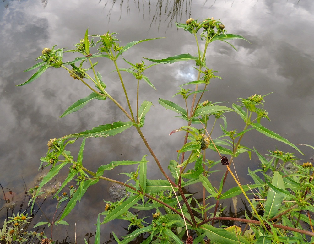 Bidens cernua - nuokkurusokki on yksivuotinen, pysty ja tavallisesti noin 20-90 cm korkea ruoho, joka haaroo lehtihangoistaan. Se kasvaa lähinnä rannoilla, ojissa, lammikoissa ja muissa kosteikoissa yleensä pehmeän mutaisella tai liejuisella pohjalla. Kuvan vasemmassa alanurkassa ovat seuralaisina muut Suomen luontaiset rusokit, säderusokki, B. radiata ja tummarusokki, B. tripartita. U, Helsinki, Toukola, Arabianranta, Toukolan rantapuisto, Vantaanjoen suualueelle tehdystä lammikosta mereen laskevan uoman ranta, 10.8.2013. Ellei toisin mainita, kuvat ovat tältä samalta kasvupaikalta. Copyright Hannu Kämäräinen.