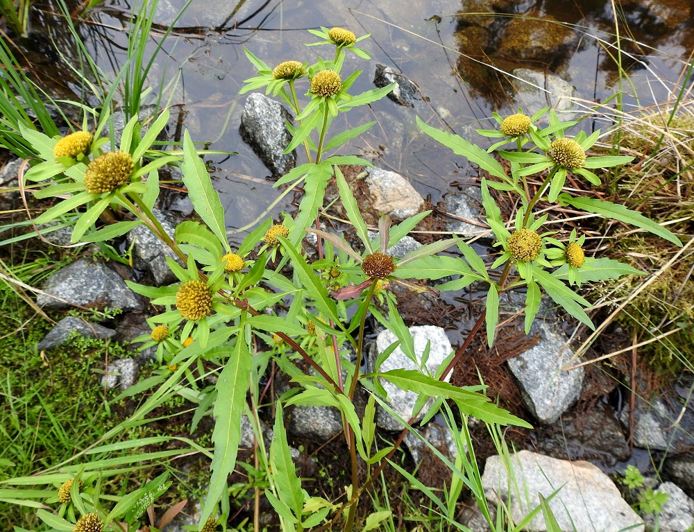 Bidens radiata - säderusokin muista Suomen luontaisista rusokeista erottavina tunnusmerkkeinä ovat pystyt ja leveyttään matalammat kukintomykeröt, joiden tyvellä on säännöllisen säteittäisesti ja runsaasti ylälehtiä eli lehtimäisiä, ulompia kehtosuomuja. EH, Hämeenlinna, Loimalahti, Sampo, Sammonsuontien pää, Sammonojan pienen lammikon ranta, 16.8.2021. Ellei toisin mainita, kuvat ovat tältä samalta kasvupaikalta. Copyright Hannu Kämäräinen.