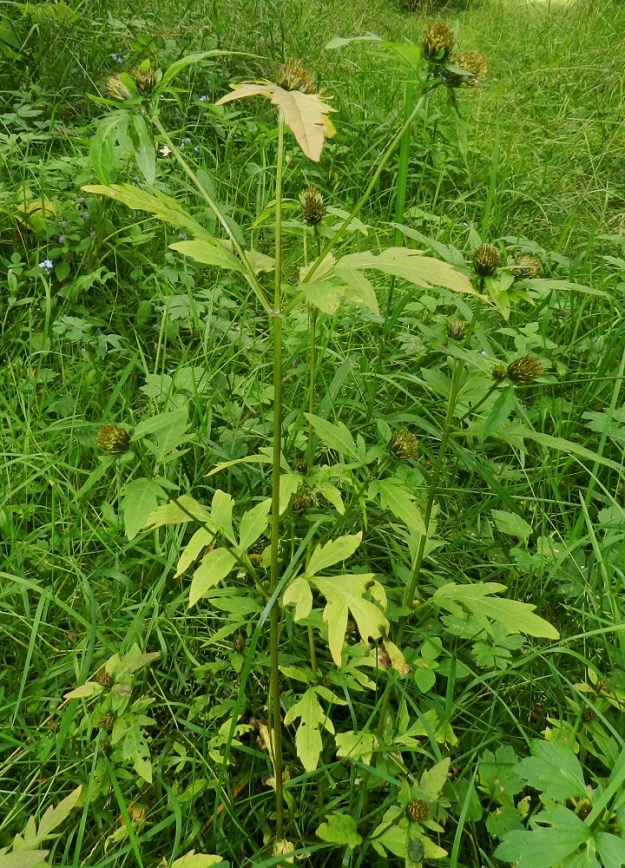 Bidens tripartita - tummarusokki on yksivuotinen, pysty ja tavallisesti noin 10-60 cm korkea ruoho, jonka varsi haaroo lehtihangoistaan. EH, Hämeenlinna, Majalahti, Hirsimäki, metsässä kulkevan ulkoilureitin ja latupohjan ajoittain märkä laide Louhoksentien pohjoispuolella, 17.8.2012. Copyright Hannu Kämäräinen.
