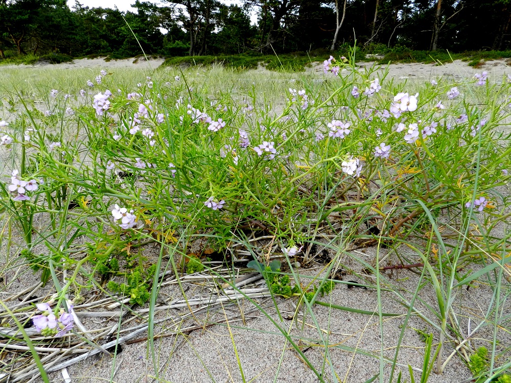 Cakile maritima subsp. baltica - liuskamerisinappi on yksivuotinen ruoho, joka on useimmiten rento tai koheneva. Varret ovat runsashaaraiset ja tavallisesti noin 15-50 cm pitkät. V, Kemiönsaari, Hiittisten saaristo, Örö, saaren pohjoisosan läntinen merenranta, avoin hiekkaranta-alue, 14.7.2012. Copyright Hannu Kämäräinen.