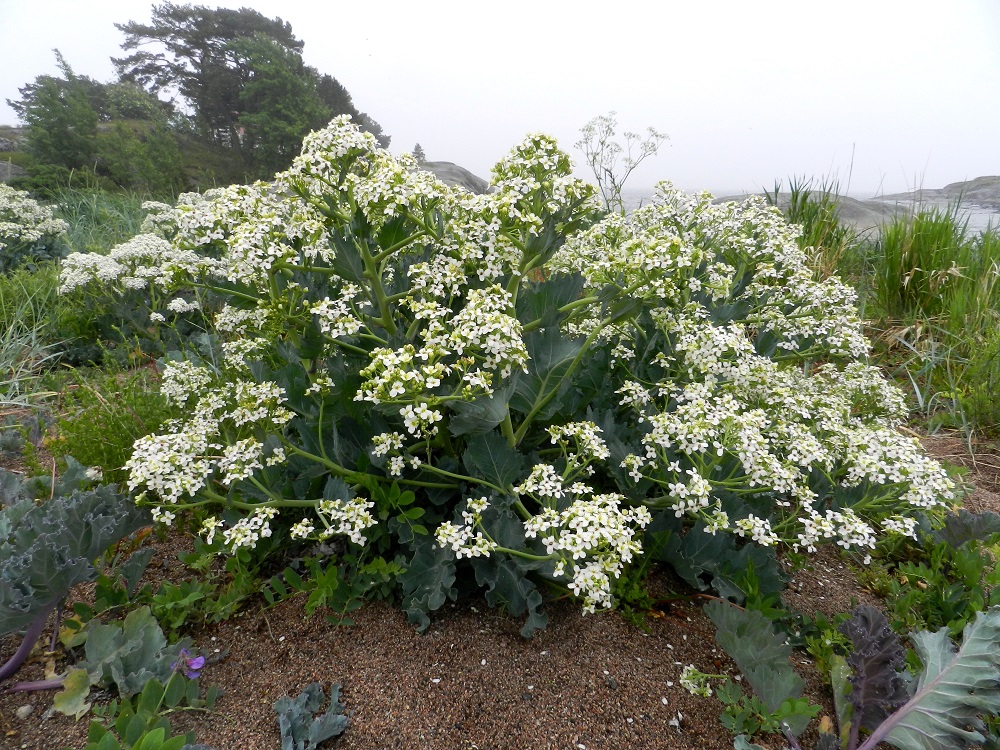 Crambe maritima - euroopanmerikaali on monivuotinen, pysty ja rehevän kookas sekä tavallisesti noin 30-60 cm korkea ruoho. Juurakko on pysty, vankka ja haarova. Se synnyttää usein monivartisia ryhmiä. U, Hanko, niemen eteläpuolen merenranta, Kolavikenin itälaidassa olevien Stora Tallholmenin ja Lilla Tallholmenin niemien välisen lahdekkeen hiekkaranta-alue, jossa runsaana ja noin 100 m pitkänä sekä leveimmillään noin 30 m leveänä vyöhykkeenä, 19.6.2012. Ellei toisin mainita, kuvat ovat tältä samalta kasvupaikalta. Copyright Hannu Kämäräinen.