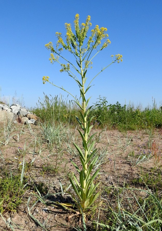 Isatis tinctoria - värimorsinko on kaksivuotinen, pysty ja tavallisesti noin 40-100 cm korkea, tanakkavartinen ruoho. Se on usein yksittäisvartinen. U, Hanko, niemen eteläpuolen merenranta, Kolavikenin itälaidassa olevan Stora Tallholmenin niemen hiekkakannaksen länsiranta, 11.6.2021. Copyright Hannu Kämäräinen.