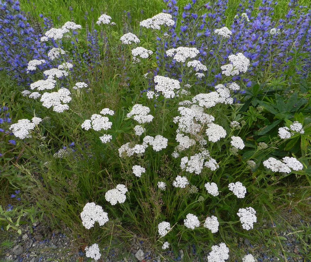 Achillea millefolium subsp. millefolium - etelänsiankärsämön juurakko on vaakasuoraan levittäytyvä, pitkä ja maarönsyinen synnyttäen monivartisia kasvustoja. Esiintyminen edellyttää jonkinasteista ihmisen vaikutustoimintaa luontoon. Kasvupaikkoina ovat lähinnä asutut alueet, niityt, pellot, kaikenlaiset pientareet, teiden, kulku-urien ja ratojen varret, joutomaat, metsänreunat sekä rannat. Kuvassa ovat seuralaisina mm. (kylä)neidonkieli, Echium vulgare ja komealupiini, Lupinus polyphyllus. EH, Hämeenlinna, Sairio, radan ja Vanajaveden rannan välissä kulkevan ulkoilureitin laide Varikonniemen luoteispuolella, 30.6.2012. Copyright Hannu Kämäräinen.