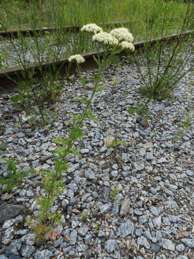 Achillea nobilis - jalokärsämön varsi on latvan kukinto-osastaan haarova. Kukinnot muodostuvat kukkamaisista mykeröistä, jotka ovat varren ja sen haarojen kärjessä kuperina ja erittäin tiheinä huiskiloina. Kuvassa on seuralaislajina mm. ketomaruna, Artemisia campestris. 19.7.2011. Copyright Hannu Kämäräinen.