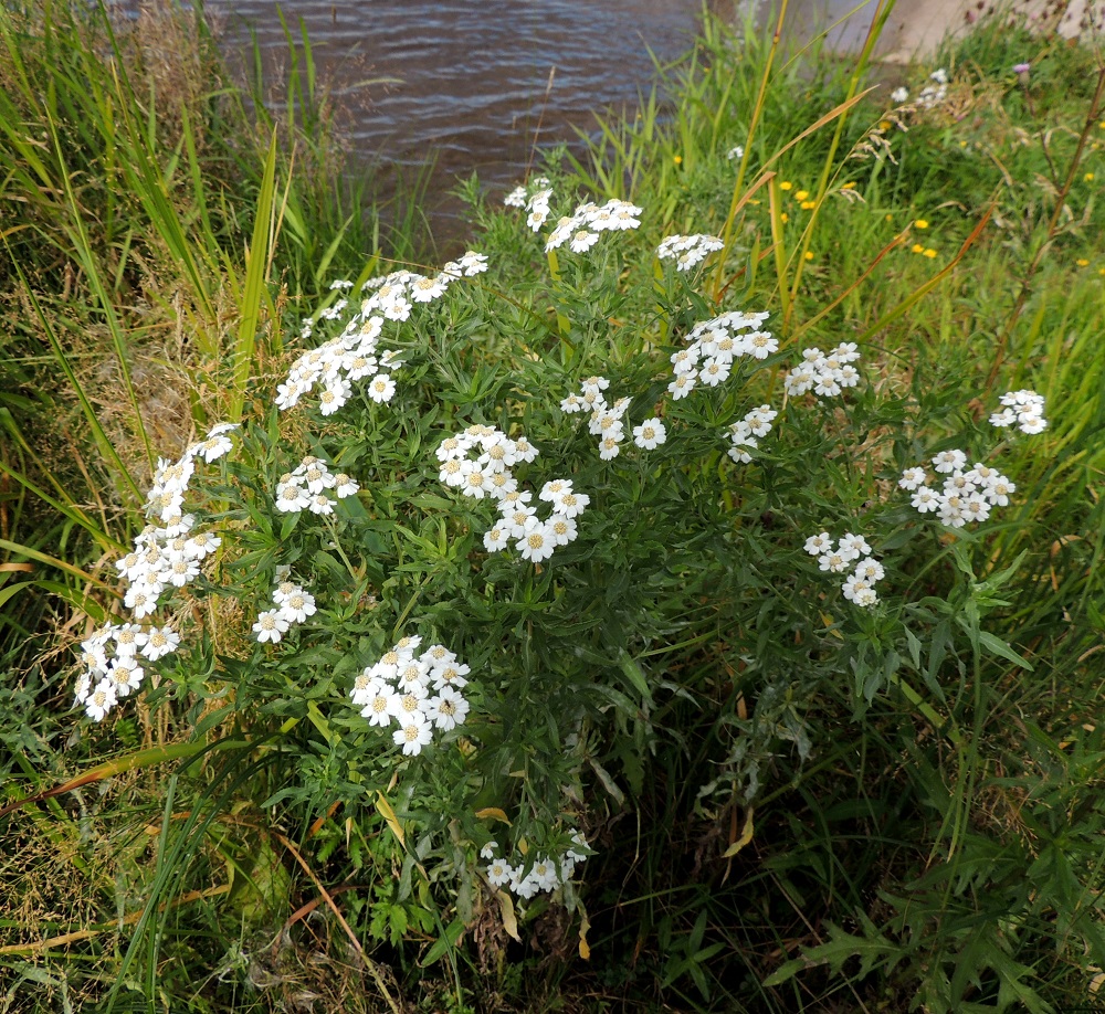 Achillea salicifolia - isokärsämö on Suomessa uustulokas, joka on saapunut maahan venäläisen sotaväen ja sen rehukuljetusten mukana ilmeisesti 1800-luvulla. Se on levinnyt Hämeenlinnan varuskunnista kaupungin halkaisevan Vanajaveden rannoille, jonne se on vakiintunut ja levinnyt alavirtaan myös Hattulan puolelle. Muualla Suomessa esiintymät ovat olleet satunnaisempia. Isokärsämön juurakko on vaakasuoraan levittäytyvä, pitkä ja rönsyinen. Se synnyttää usein monivartisia kasvustoja. 15.8.2015. Copyright Hannu Kämäräinen.