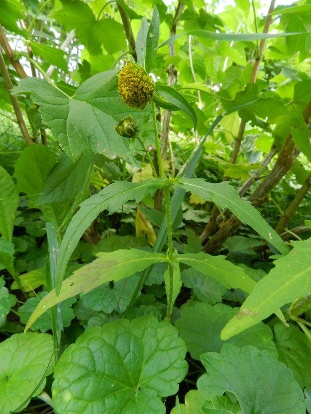 Bidens cernua - nuokkurusokin lehdet ovat varrella vastakkain. Toisin kuin tumma- ja säderusokilla, niissä ei ole sivulehdyköitä tai -liuskoja. Vaikka nuokkurusokki on veteen ja märkyyteen sidoksissa oleva kasvi, voi se toisinaan selvitä jonkin aikaa kauempanakin kosteikoista, kunhan veden saanti on turvattu. Kuvan kasvupaikalle laji saapui ilmeisesti herukkapensaan taimen mukana, ja taimillehan märkyyttä yleensä piisaa - joskus liikaakin. EH, Hämeenlinna, Loimalahti, Hirsimäki, omakotialueen pihamaa Näsiäntien varressa, herukkapensaan tyvi, 14.8.2011. Copyright Hannu Kämäräinen.