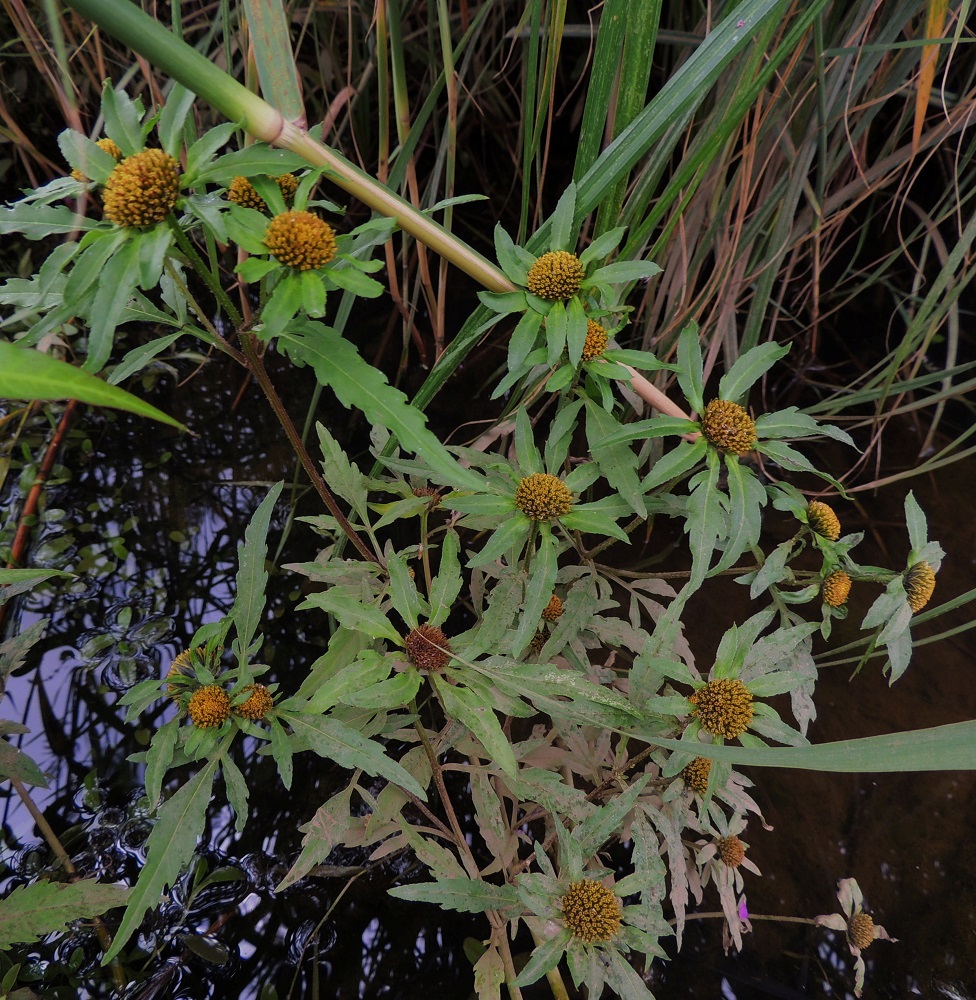 Bidens radiata - säderusokki on erityisesti vetisiin, märkiin ja kosteisiin kasvupaikkoihin erikoistunut yksivuotinen laji. U, Helsinki, Toukola, Arabianranta, Toukolan rantapuisto, Vantaanjoen suualueelle tehdystä lammikosta mereen laskevan uoman ranta, 10.8.2013. Copyright Hannu Kämäräinen.