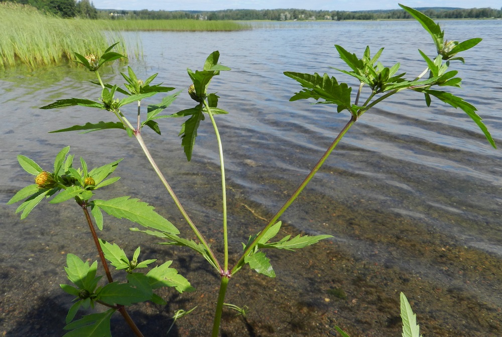 Bidens tripartita - tummarusokin kasvupaikkoina ovat lähinnä rannat, ojat, lammikot ja muut kosteikot, joutomaat, asutut alueet liepeineen, kesantopellot sekä teiden ja muiden kulku-urien pientareet. Useimmiten kasvupaikat ovat märkiä, kosteita tai kausikosteita. EH, Hämeenlinna, Katinen, Katumajärven länsiranta, rantakosteikko uimarannan pohjoispuolella, 11.8.2012. Copyright Hannu Kämäräinen.