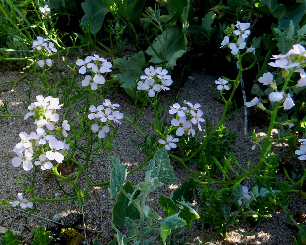 Cakile maritima subsp. baltica - liuskamerisinapin kukinnot ovat terttuina varren ja haarojen kärjessä. V, Kemiönsaari, Hiittisten saaristo, Örö, saaren lounaisosan läntinen merenranta kohdassa, jossa kivetty tie, Pitkä ikävä, saapuu ranta-alueelle, avoin hiekkaranta, 14.7.2012. Copyright Hannu Kämäräinen.