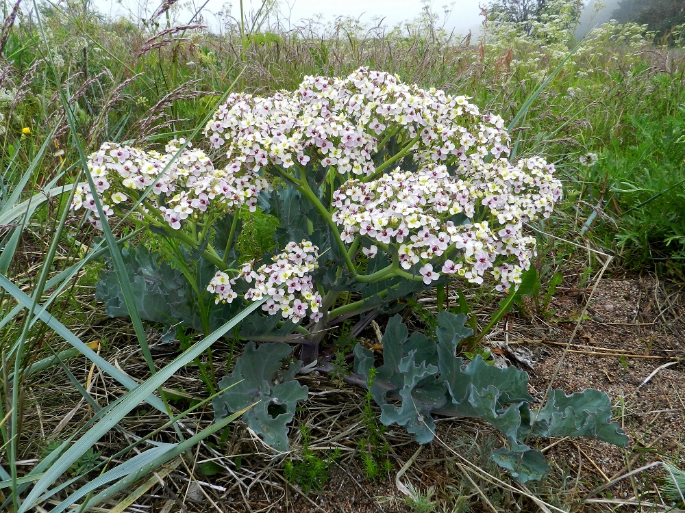 Crambe maritima - euroopanmerikaali on sukunsa ainoa edustaja Pohjoismaissa eikä sitä sekoita muihin lajeihin. Se on kasvupaikoillaan merenrannan näyttävin laji eikä sen vuoksi jää huomaamatta. 19.6.2012. Copyright Hannu Kämäräinen.