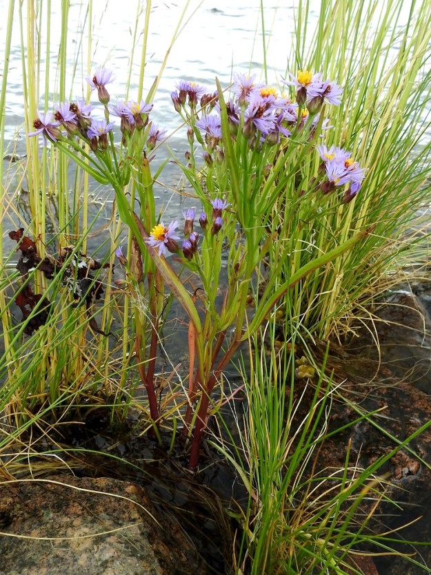 Galatella tripolium - meriasterin juurakko on lyhyt, vankka ja runsasjuurinen. Se synnyttää yksittäisiä varsia tai useamman varren ryhmiä. A, Vårdö, Sandöstä kohti Simskälaa vievän pengertien päätepiste, Vattungs revet, kallioisen saaren itäranta, 13.7.2017. Copyright Hannu Kämäräinen.