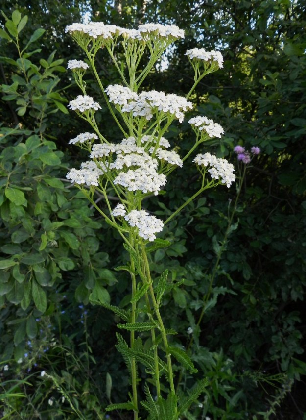 Achillea millefolium subsp. millefolium - etelänsiankärsämön varret ovat tanakat, yläosastaan ja toisinaan vähän alempaakin haarovat. Kukinto on yleensä valkokukkainen. EH, Hämeenlinna, Sairio, radan ja Vanajaveden rannan välissä kulkevan ulkoilureitin laide rautatiesillan kaakkoispuolella, 27.7.2012. Copyright Hannu Kämäräinen.