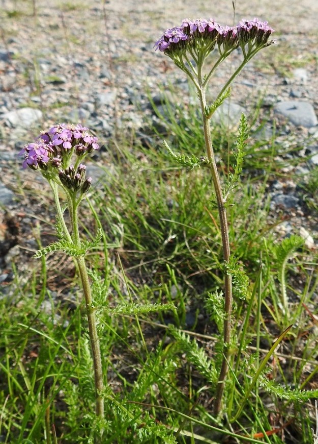 Achillea millefolium subsp. sudetica - pohjansiankärsämö on monivuotinen, pysty ja tavallisesti noin 15-40 cm korkea ruoho. 10.7.2018. Copyright Hannu Kämäräinen.