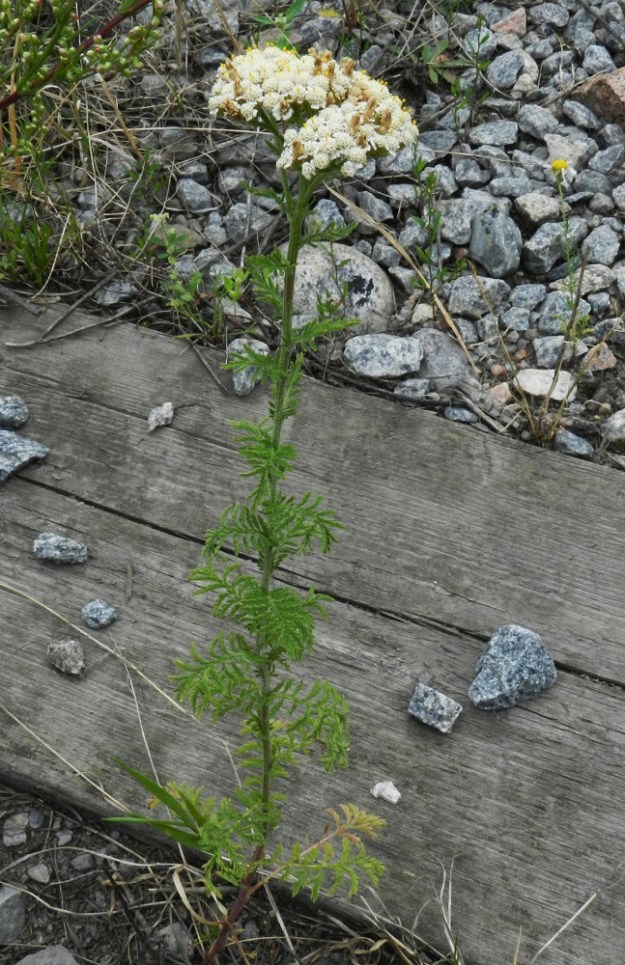 Achillea nobilis - jalokärsämön juurakko on lyhyehkö, monijuurinen mutta rönsytön, eikä näin ollen synnytä monivartisia kasvustoja. Varret ovat yleensä yksittäin. Lajia voidaan pitää vakiintuneenakin ainakin muutaman yksilön voimin Lahden ratapihan "venäläisvaunualueella", jossa se kasvoi ratojen ja niiden välialueiden sepelipohjalla Kasviatlaksen havaintotietojen mukaan ainakin 2003-2017. Havaintosarjassa on kyllä pidempiä aukkojakin. 19.7.2011. Copyright Hannu Kämäräinen.