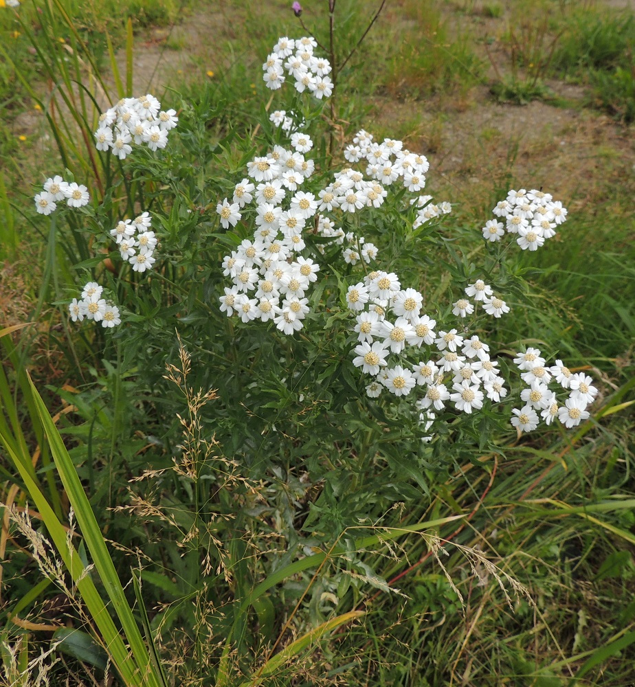 Achillea salicifolia - isokärsämön varret ovat usein tiheälehtiset. Kukinnot muodostuvat kukkamaisista mykeröistä, jotka ovat varren ja sen haarojen kärjessä lähes tasalakisina huiskiloina. 15.8.2015. Copyright Hannu Kämäräinen.