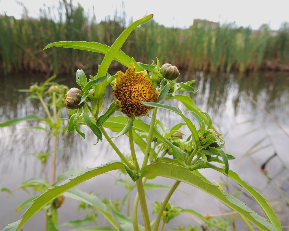 Bidens cernua - nuokkurusokin kukinnot muodostuvat kukkamaisista mykeröistä, jotka ovat varren ja sen haarojen kärjessä yksittäin. Mykeröt ovat lehtihankaiset, ja niiden perä on useimmiten noin 10-80 mm pitkä. 10.8.2013. Copyright Hannu Kämäräinen.