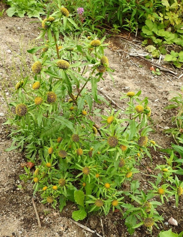 Bidens radiata - säderusokki saattaa selvitä ainakin jonkin aikaa myös kuivemmalla alustalla. Kuvan kasvupaikalle se on saapunut ilmeisesti maan mukana. Laji on yleensä pysty ja tavallisesti noin 10-60 cm korkea. V, Lohja, keskustan luoteispuoli, Kiviniemi, Kiviniemenkadun mullattu ja tasattu tienlaitakaista, 23.8.2022. Copyright Hannu Kämäräinen.