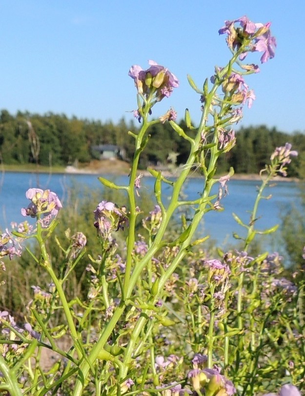Cakile maritima subsp. baltica - liuskamerisinapin kukintoterttu pitenee kukinnan edetessä jopa 10-15 cm pitkäksi. Samaan aikaan, kun tertun kärkiosa kukkii, tyviosa on jo hedelmävaiheessa. U, Hanko, Täktom, Långören, niemeen johtava kapea hiekkakannas, Kattrumpan-merenlahden ranta, 3.8.2013. Copyright Hannu Kämäräinen.