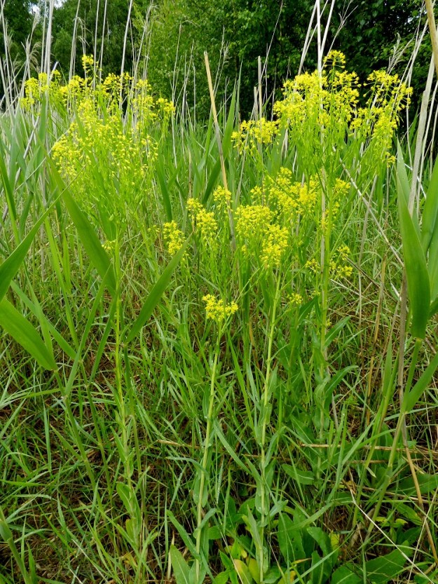 Isatis tinctoria - värimorsinko pärjää kohtuullisesti vähän umpeutuneemmassakin ympäristössä. Se ehtii ainakin kuvan kasvupaikalla kukkia ennen kuin järviruoko, Phragmites australis, pimittää sen syleilyynsä. U, Hanko, Täktom, Långören, niemeen johtava kapea hiekkakannas, Anklarensbukten-merenlahden ranta, 19.6.2012. Copyright Hannu Kämäräinen.