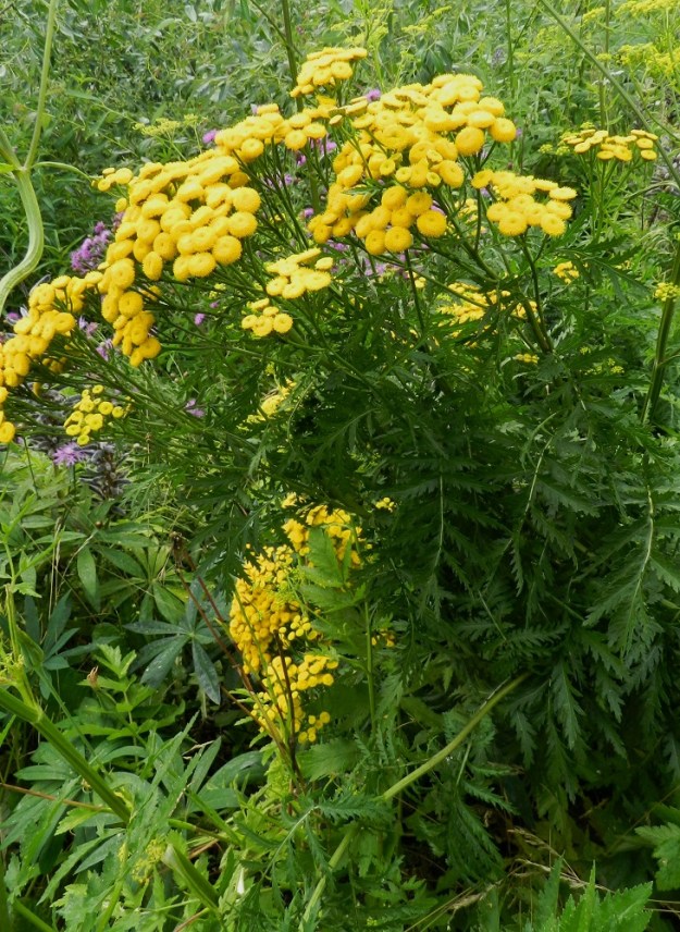 Tanacetum vulgare - (rohto)pietaryrtin kukinnot muodostuvat kukkamaisista mykeröistä, jotka ovat varren latvassa toistamiseen haarovana, tiheänä ja lähes tasalakisena huiskilona. EH, Hämeenlinna, Sairio, Varikonniemen luoteispuoli, Vanajaveden rantaa ja radanvartta seuraavan ulkoilureitin laide, 20.7.2012. Copyright Hannu Kämäräinen.