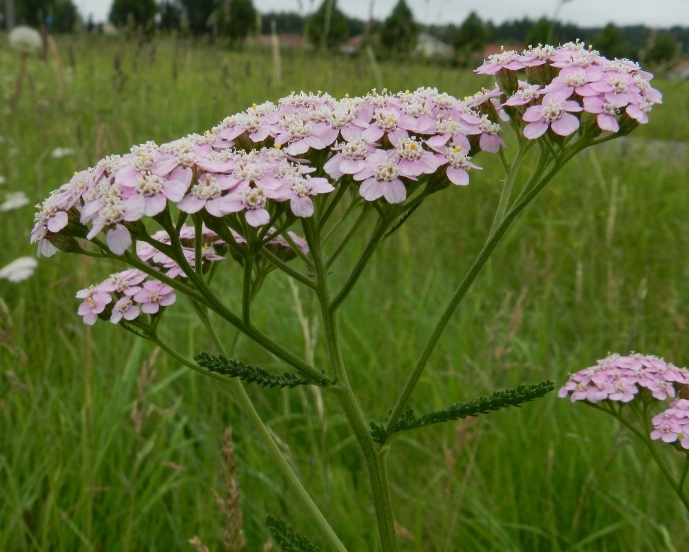 Achillea millefolium subsp. millefolium - etelänsiankärsämön pääsääntöisen valkokukkaisuuden lisäksi siitä löytää pienellä etsimisellä aika helposti myös eriasteisesti punertavakukkaisia muotoja. Kukkamaiset mykeröt ovat varren ja sen haarojen kärjessä lähes tasalakisina ja tiheinä huiskiloina. Mykeröperä on yleensä noin 2-10 mm pitkä. EH, Hämeenlinna, Vuorentaka, Marssitien varsi Ässälän tienhaaran pohjoispuolella, 5.7.2011. Copyright Hannu Kämäräinen.