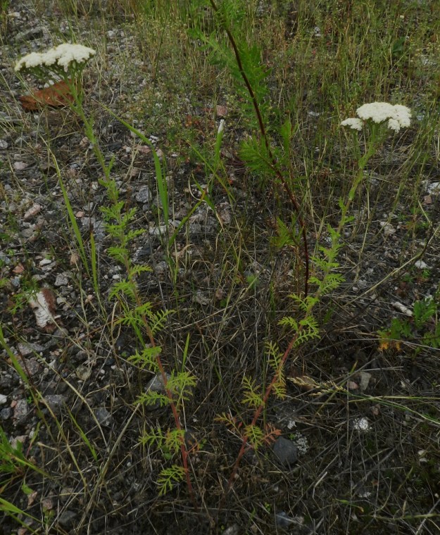 Achillea nobilis - jalokärsämön juurakko onnistuu toisinaan tuottamaan ainokaisen varren sijaan kaksi tai kolmekin vartta samasta tyvestä. 19.7.2011. Copyright Hannu Kämäräinen.