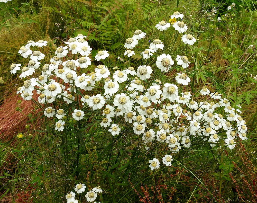 Achillea ptarmica - ojakärsämön monivartisissa ja lomittaisissa kasvustoissa mykeröstö näyttää aika tiheältäkin ja yksittäisen varren huiskiloita on vaikea erottaa muiden varsien huiskiloista. EH, Kouvola, Kuusankoski, Voikkaa, Sikomäki, Hermannintien piennar, 31.7.2017. Copyright Hannu Kämäräinen.