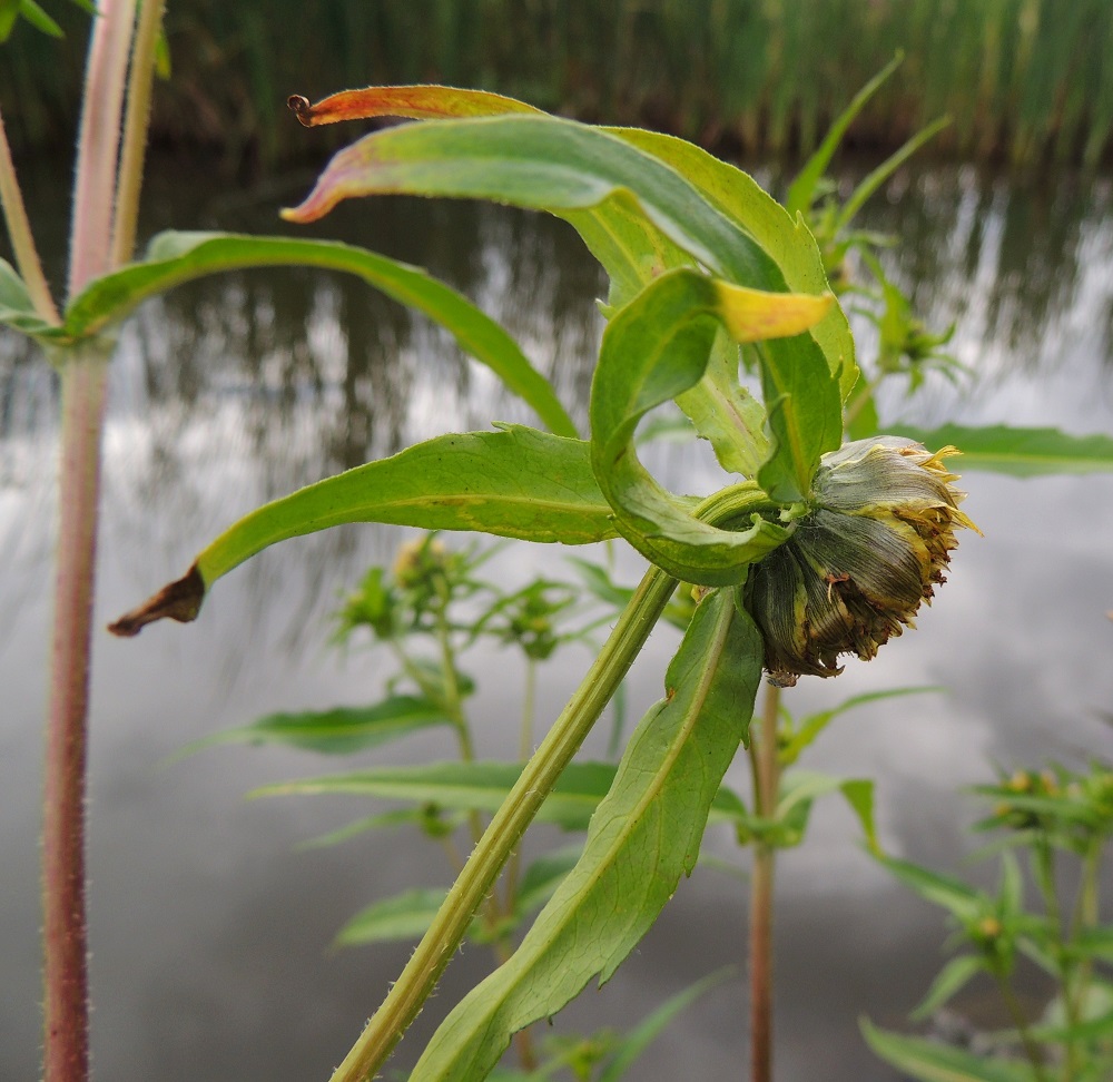 Bidens cernua - nuokkurusokin kukintomykeröt kääntyvät jo varhain nuokkuviksi. Mykerön tyvellä ja ulkolaidalla on ylälehtiä eli kehtosuomuja, jotka ovat kahtena hyvin erilaisena rivinä. Ulomman rivin lehtimäiset kehtosuomut suuntautuvat kukinnan aikana taaksepäin. Mykerö on kukkiessaan, ilman ulompia kehtosuomujaan, tavallisesti noin 15-25 mm leveä ja noin 8-15 mm korkea. Mykeröperä on yleensä lyhyesti karheakarvainen. 10.8.2013. Copyright Hannu Kämäräinen.