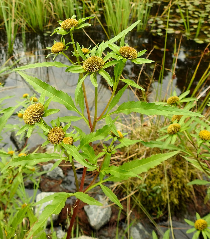 Bidens radiata - säderusokin lehdet ovat varrella vastakkain. Varsi on lehtihangoistaan haarova ja yleensä vihreä, kellanvihreä tai vaalean punaruskea, mutta voi joskus olla tummempikin. Kukinnot muodostuvat asterikasvien tapaan kukkamaisista mykeröistä, jotka ovat varren ja sen haarojen kärjessä yksittäin. Mykeröt ovat lehtihankaiset, ja mykeröperä on useimmiten noin 10-50 mm pitkä. 16.8.2021. Copyright Hannu Kämäräinen.
