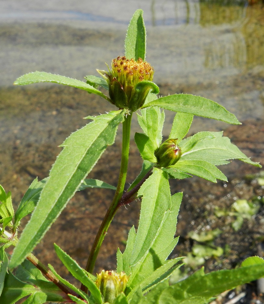 Bidens tripartita - tummarusokin mykerön tyvellä ja ulkolaidalla on ylälehtiä eli kehtosuomuja, jotka ovat kahtena hyvin erilaisena rivinä. Mykerön tyvellä ulospäin siirottavat suomut ovat vihreät, lehtimäiset ja soikeahkot, kapean vastapuikeat tai leveänsuikeat. Ne ovat keskenään suunnilleen samankokoiset (kuvan mykerö alempana) tai toisinaan kooltaan suurestikin toisistaan poikkeavat (ylin mykerö). Suomut ovat useimmiten ehytlaitaiset ja reunoiltaan karheakarvaiset. Toisinaan joku muita kookkaampi ylälehti voi olla hammaslaitainen. EH, Hämeenlinna, Katinen, Katumajärven länsiranta, rantakosteikko uimarannan pohjoispuolella, 11.8.2012. Copyright Hannu Kämäräinen.