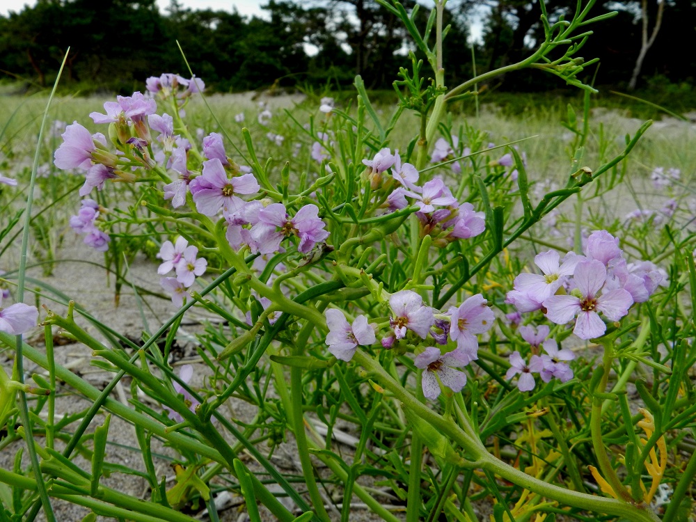 Cakile maritima subsp. baltica - liuskamerisinapin kukan teriö on tavallisesti noin 10-15 mm leveä. Terälehtiä on ristikkäisesti neljä. Ne ovat sinipunaiset tai lähes valkoiset. V, Kemiönsaari, Hiittisten saaristo, Örö, saaren pohjoisosan läntinen merenranta, avoin hiekkaranta-alue, 14.7.2012. Copyright Hannu Kämäräinen.