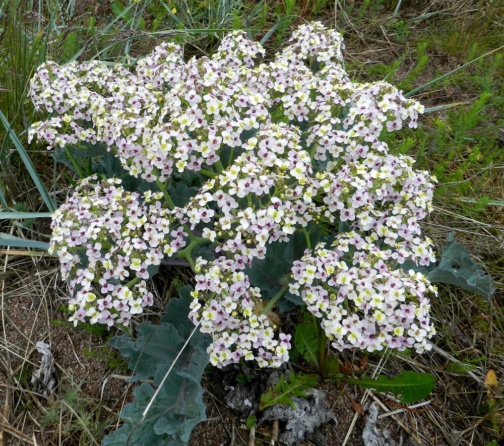 Crambe maritima - euroopanmerikaalin kukinto on hyvin runsashaarainen, laaja ja tiheä. Parhaimmillaan se peittää koko kasvin alleen. 19.6.2012. Copyright Hannu Kämäräinen.