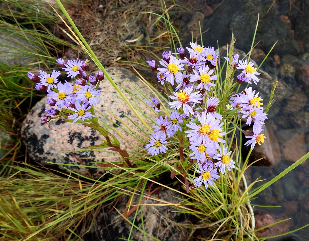 Galatella tripolium - meriasterin kukintomykeröt ovat varren latvassa toistamiseen haarovana ja lähes tasalakisena huiskilona. Huiskilossa on yleensä noin 5-30 mykeröä ja joskus enemmänkin. A, Vårdö, Sandöstä kohti Simskälaa vievän pengertien päätepiste, Vattungs revet, kallioisen saaren itäranta, 13.7.2017. Copyright Hannu Kämäräinen.