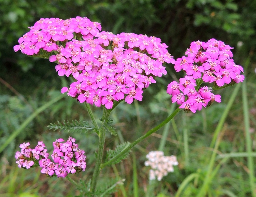 Achillea millefolium subsp. millefolium - etelänsiankärsämöstä voi harvemmin löytää jopa ihan punakukkaisia yksilöitä. Punakukkaista muotoa käytetään myös koristekasvina. Niinpä osa tienvarsien ja pientareiden poikkeavalla värillään silmäänpistävistä kasvustoista voi olla esim. täytemaan mukana saapuneita karkulaisia. EH, Hämeenlinna, Pullerinmäki, Mäkelän teollisuusalue, Takumäentien laide Tölkkimäentien risteyksen itäpuolella, 29.6.2013. Copyright Hannu Kämäräinen.