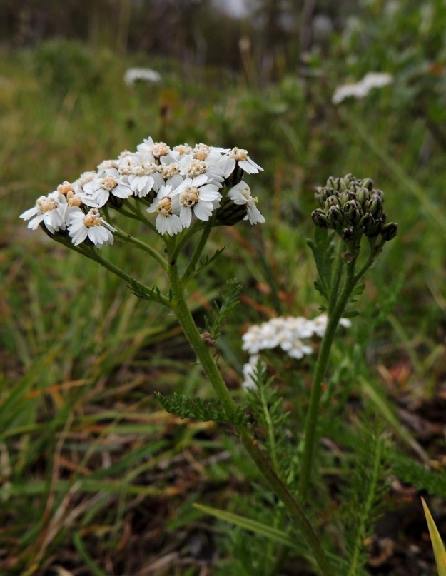 Achillea millefolium subsp. sudetica - pohjansiankärsämön kukinnot muodostuvat kukkamaisista mykeröistä, jotka ovat varren ja sen haarojen kärjessä lähes tasalakisina ja tiheinä huiskiloina. EnL, Enontekiö, Kilpisjärvi, Saanan paljakkarinteen alapuolinen tunturikoivikko retkeilykeskuksesta luoteisrinteelle vievän polun varressa, 590 m mpy, 16.7.2013. Copyright Hannu Kämäräinen.