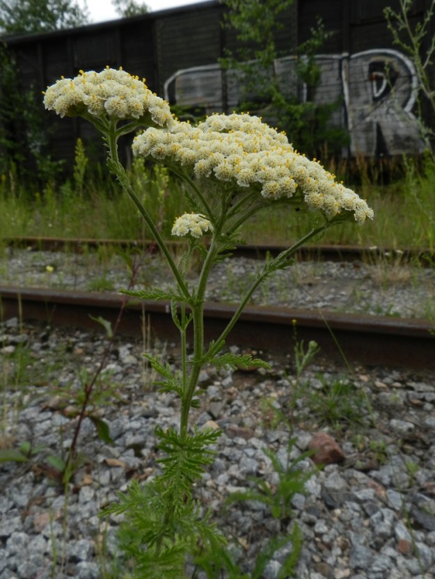 Achillea nobilis - jalokärsämö muistuttaa paljon siankärsämöä, A. millefolium, joka on hyvin yleinen ja runsas kaikkialla asutuksen ja ihmistoiminnan piirissä. Huomiota kiinnittävä ero löytyy kuitenkin mykeröstön yleisilmeestä. Toisin kuin siankärsämöllä, jalokärsämön mykerön laitakukkien kieli on lähes huomaamattoman pieni ja katseen päähuomion vievät mykeröstön keskiosan pulleasti ulkonevat kehräkukat. 19.7.2011. Copyright Hannu Kämäräinen.