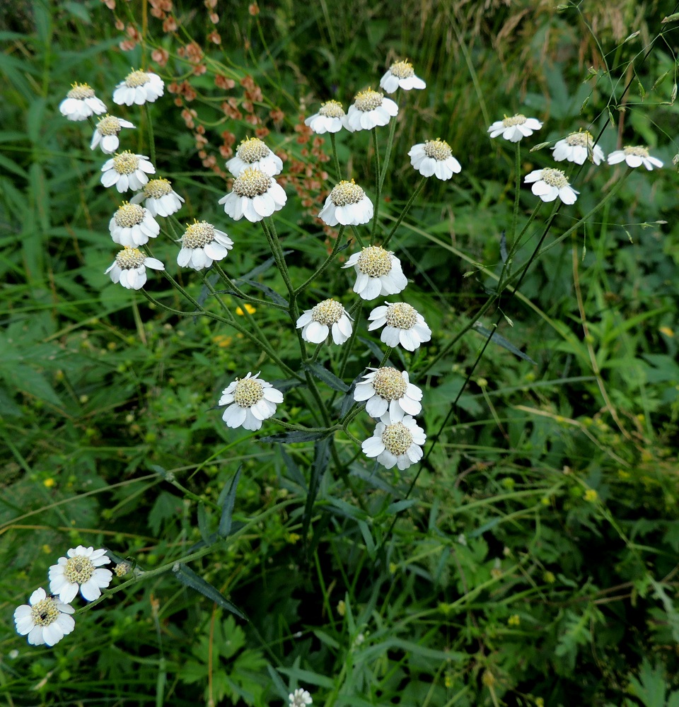 Achillea ptarmica - ojakärsämön kukintomykeröitä on vartta kohti yleensä 5-30, mutta alhaalta alkaen haarovissa varsissa mykerömäärä voi nousta selvästi suuremmaksikin. Mykeröperä on useimmiten noin 10-50 mm pitkä. U, Vantaa, Rajakylä, Porvoonväylän eteläpuolen meluaidan vierusta, kävelyuran laita ojan varressa, Pyörätien pään lähellä, 8.7.2013. Copyright Hannu Kämäräinen.