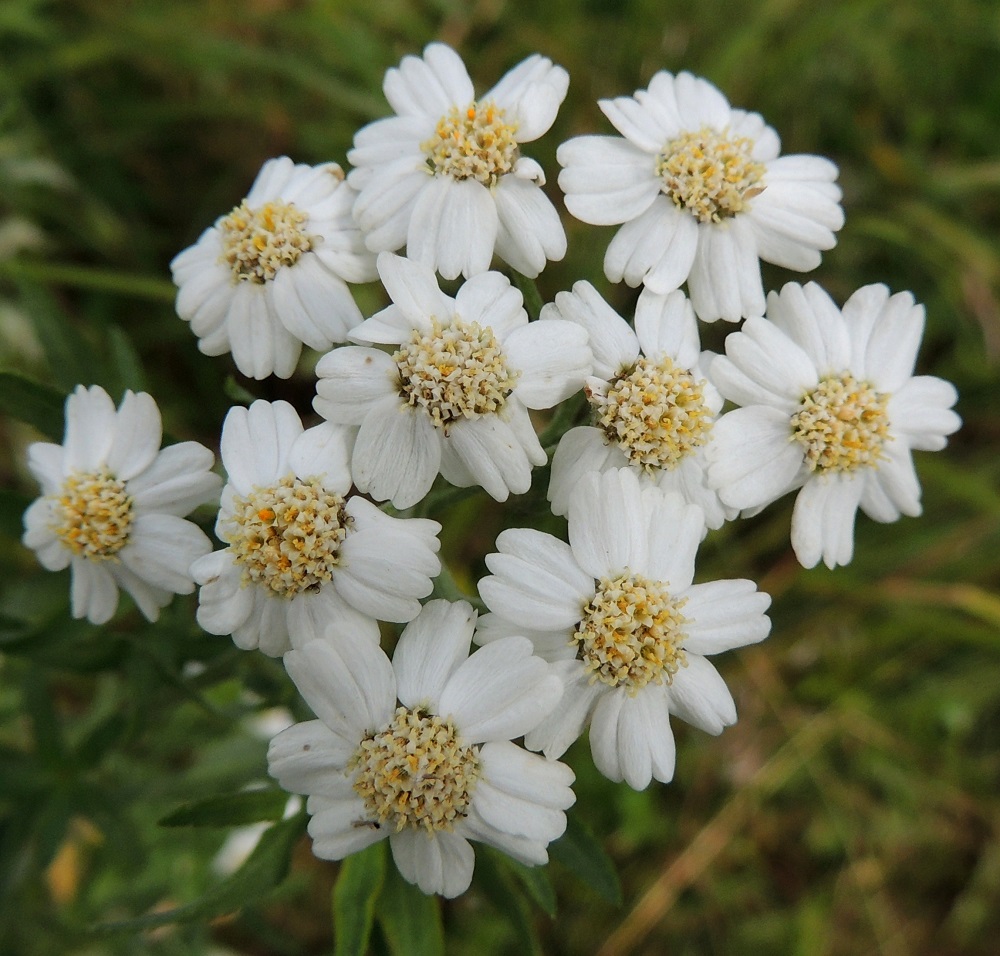 Achillea salicifolia - isokärsämön kukintomykerö on kokonaisuudessaan tavallisesti noin 12-17 mm leveä. Ojakärsämöllä mykerön kokonaisleveys on keskimäärin suurempi, noin 15-20 mm. 15.8.2015. Copyright Hannu Kämäräinen.