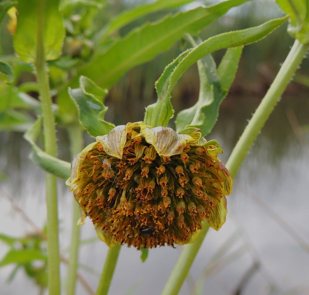 Bidens cernua - nuokkurusokin mykeröön ei Suomessa yleensä kehity kielellisiä laitakukkia, kuten etelämpänä Euroopassa. Kaikki kukat ovat lähes aina kaksineuvoisia, torvimaisia ja keltaisia kehräkukkia, joita on usein ainakin 150-200. Kuvan mykerössä teriöt ovat jo lakastuneet, ja joistakin kukista on näkyvillä niiden noin 1,5 mm pitkä, tasasoukka tyviosa. Jokaisen kukan tyvellä on kookas tukisuomu, joka on keltainen, lähes kalvomainen ja suikeahko tai soikea sekä keskeltä pitkittäin tummajuovainen. Tukisuomut ovat noin 7-12 mm pitkät ja noin 1,5-2,5 mm leveät yltäen lähes teriön kärkeen saakka. 10.8.2013. Copyright Hannu Kämäräinen.